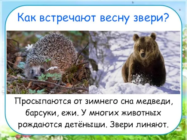 Как встречают весну звери? Просыпаются от зимнего сна медведи, барсуки, ежи. У