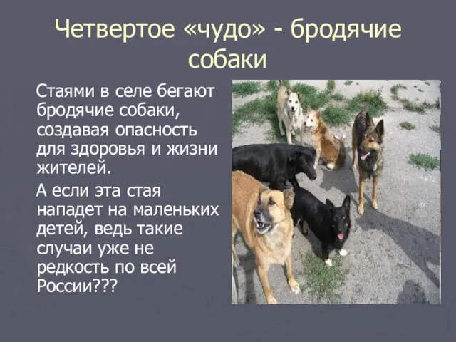 Четвертое «чудо» - бродячие собаки Стаями в селе бегают бродячие собаки, создавая