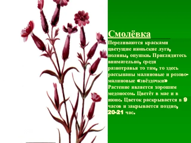 Смолёвка Переливаются красками цветущие июньские луга, поляны, опушки. Приглядитесь внимательно, среди разнотравья