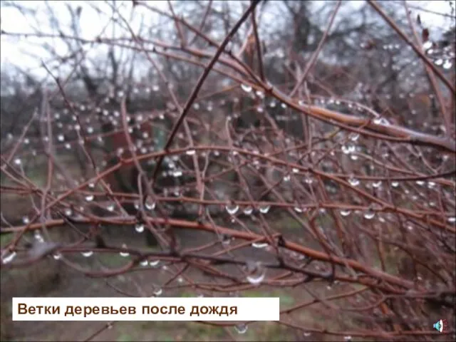 Ветки деревьев после дождя