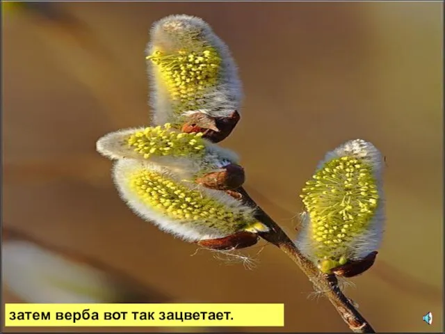 затем верба вот так зацветает.