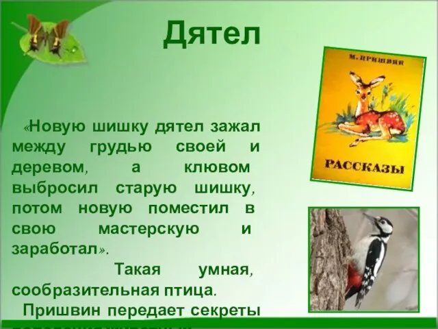 «Новую шишку дятел зажал между грудью своей и деревом, а клювом выбросил