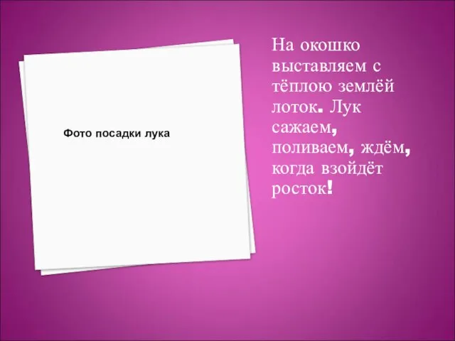 На окошко выставляем с тёплою землёй лоток. Лук сажаем, поливаем, ждём, когда