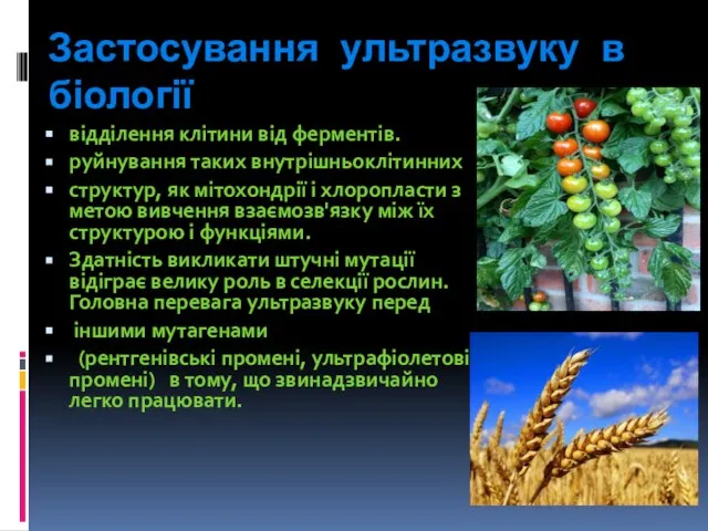 Застосування ультразвуку в біології відділення клітини від ферментів. руйнування таких внутрішньоклітинних структур,