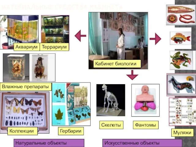 МАТЕРИАЛЬНЫЕ СРЕДСТВА КАБИНЕТА Муляжи Аквариум Влажные препараты Террариум Кабинет биологии Фантомы Скелеты