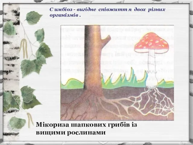 Мікориза шапкових грибів із вищими рослинами С имбіоз - вигідне співжитт я двох різних організмів .