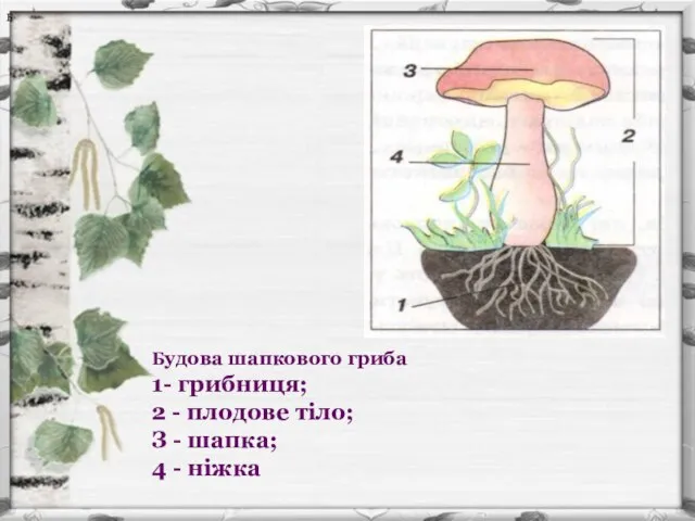 Б Будова шапкового гриба 1- грибниця; 2 - плодове тіло; З - шапка; 4 - ніжка