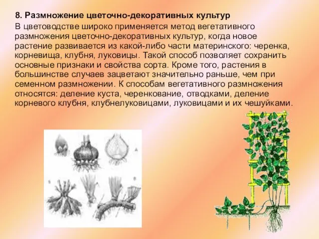 8. Размножение цветочно-декоративных культур В цветоводстве широко применяется метод вегетативного размножения цветочно-декоративных