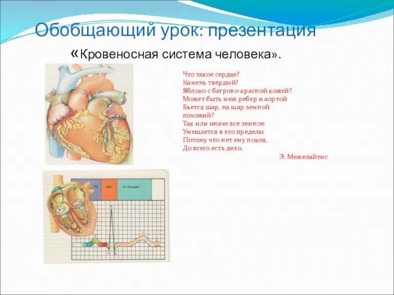 Обобщающий урок: презентация «Кровеносная система человека». Что такое сердце? Камень твердый? Яблоко