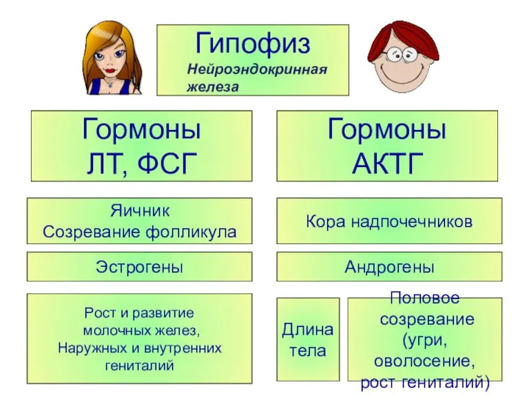 Гипофиз Гормоны ЛТ, ФСГ Гормоны АКТГ Яичник Созревание фолликула Эстрогены Рост и