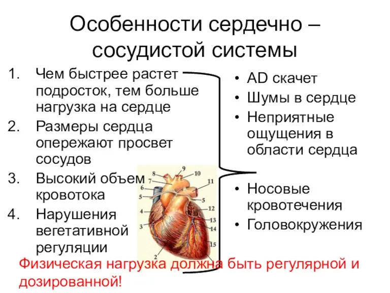 Особенности сердечно – сосудистой системы Чем быстрее растет подросток, тем больше нагрузка