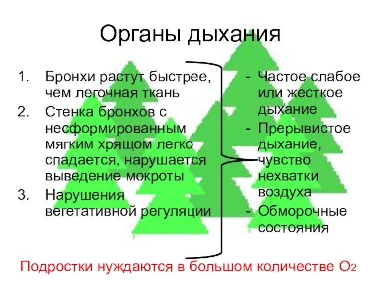 Органы дыхания Бронхи растут быстрее, чем легочная ткань Стенка бронхов с несформированным