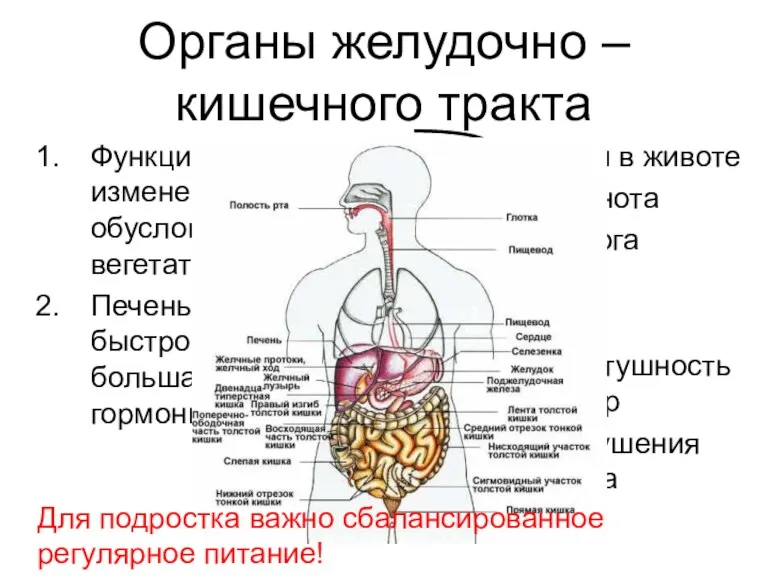 Органы желудочно – кишечного тракта Функциональные изменения органов ЖКТ, обусловленные вегетативной дисфункцией