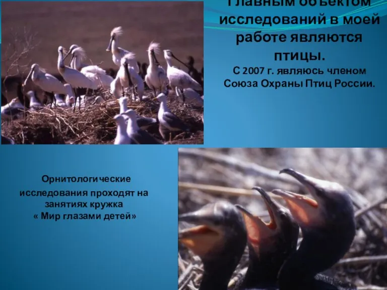 Главным объектом исследований в моей работе являются птицы. С 2007 г. являюсь