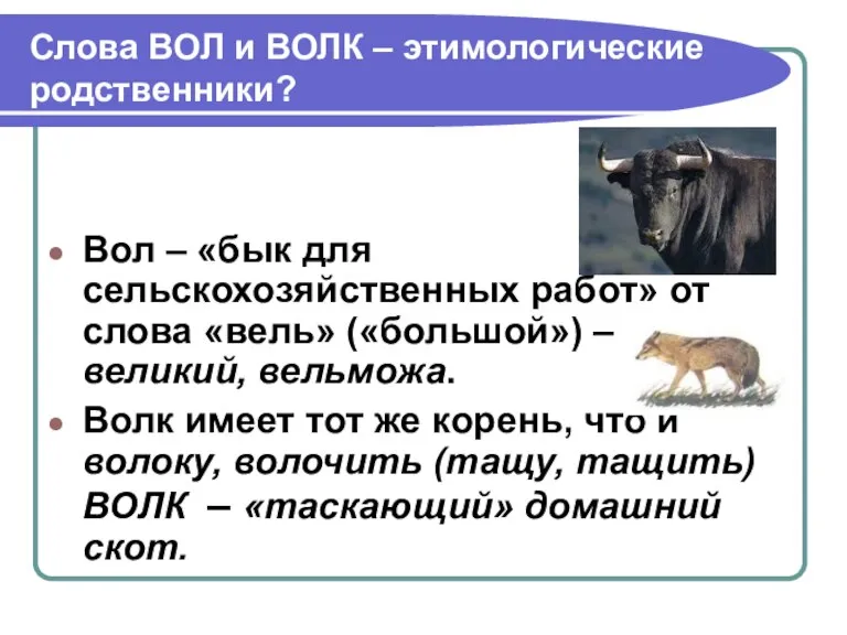 Слова ВОЛ и ВОЛК – этимологические родственники? Вол – «бык для сельскохозяйственных