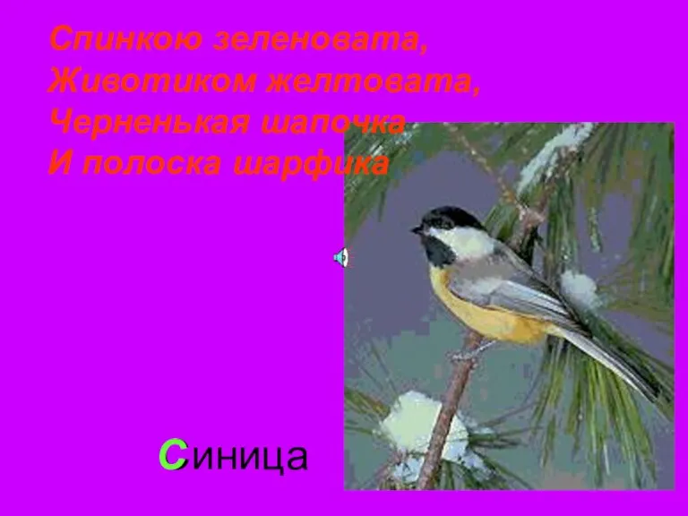 Синица С Спинкою зеленовата, Животиком желтовата, Черненькая шапочка И полоска шарфика