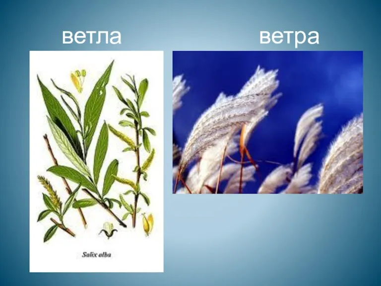 ветла ветра