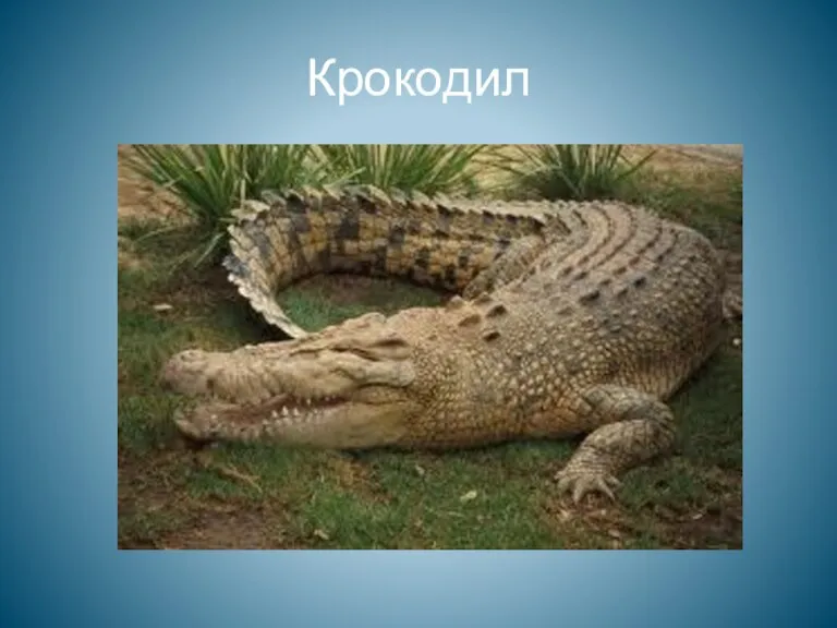 Крокодил