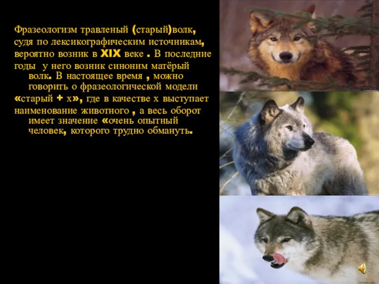 Фразеологизм травленый (старый)волк, судя по лексикографическим источникам, вероятно возник в XIX веке