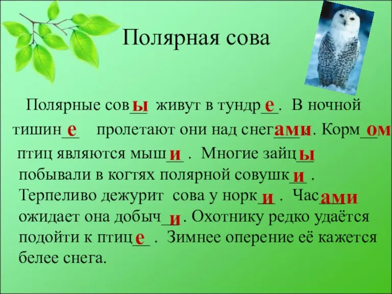 Полярная сова Полярные сов__ живут в тундр__. В ночной тишин__ пролетают они