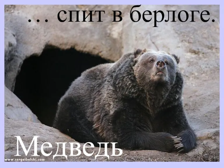 … спит в берлоге. Медведь