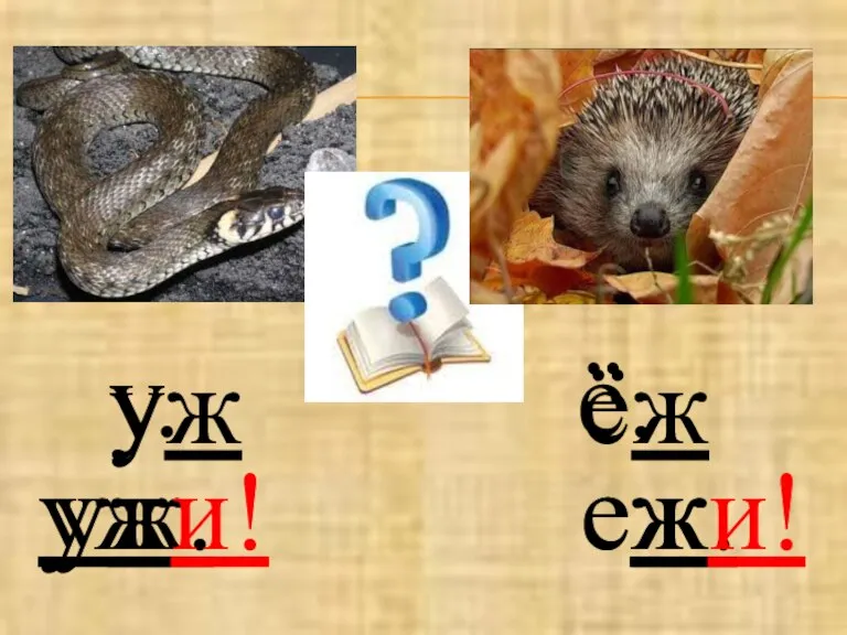 у. ё. уж ёж уж. еж. ужи! eжи!