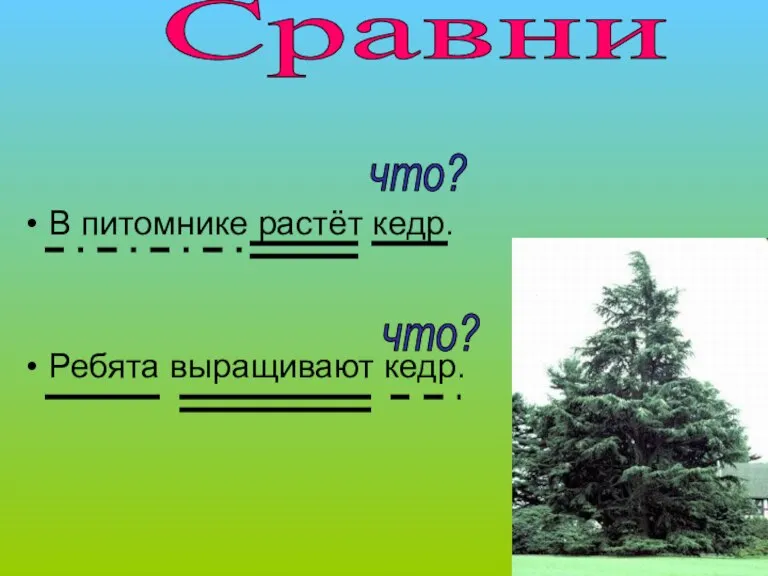 В питомнике растёт кедр. Ребята выращивают кедр. Сравни что? что?