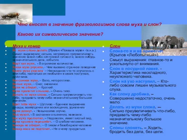 Что вносят в значение фразеологизмов слова муха и слон? Каково их символическое