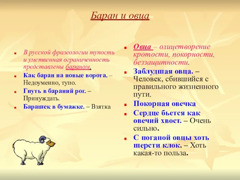 Баран и овца В русской фразеологии тупость и умственная ограниченность представлены бараном.