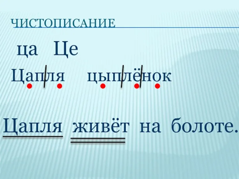 чистописание ца Це Цапля цыплёнок Цапля живёт на болоте.