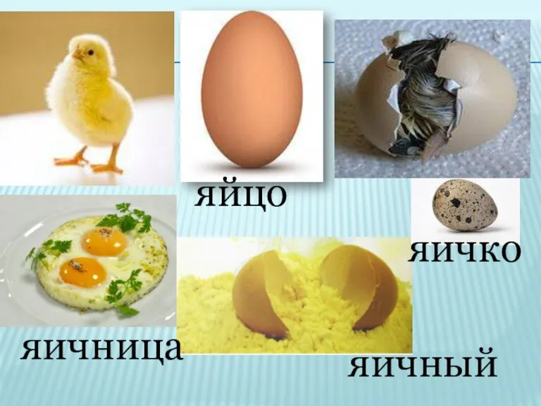 яйцо яичко яичница яичный