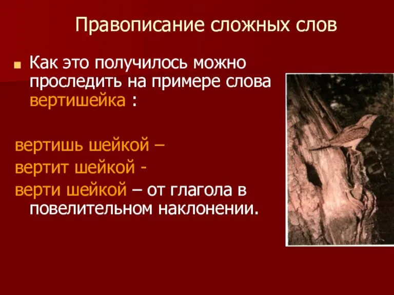 Правописание сложных слов Как это получилось можно проследить на примере слова вертишейка