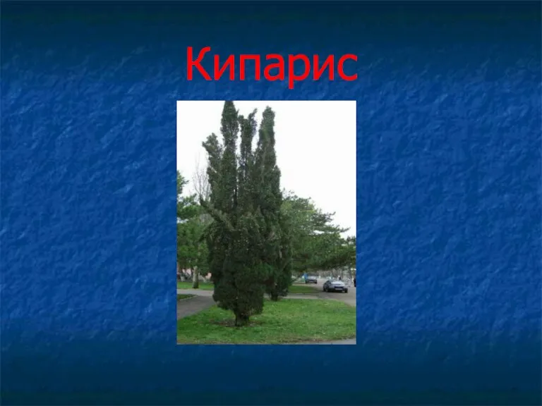 Кипарис