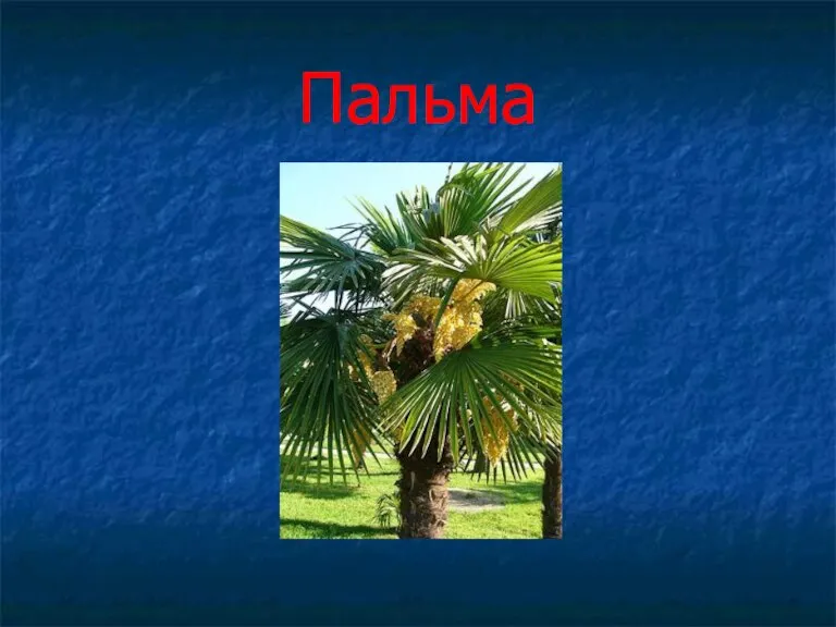 Пальма