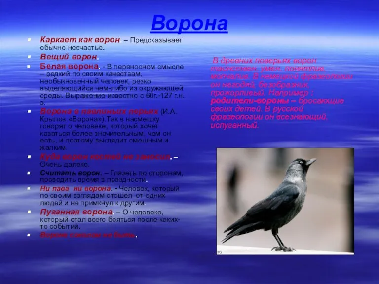 Ворона Каркает как ворон. – Предсказывает обычно несчастье. Вещий ворон. Белая ворона.