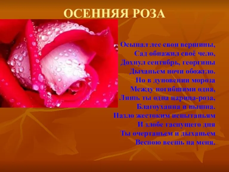 ОСЕННЯЯ РОЗА Осыпал лес свои вершины, Сад обнажил своё чело, Дохнул сентябрь,