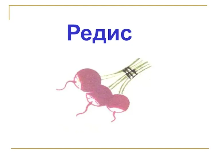 Редис