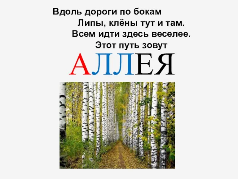 Вдоль дороги по бокам Липы, клёны тут и там. Всем идти здесь