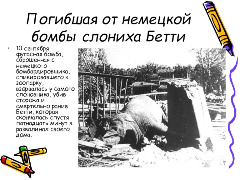 Погибшая от немецкой бомбы слониха Бетти 10 сентября фугасная бомба, сброшенная с