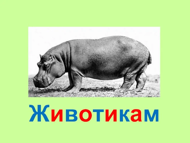 Животикам