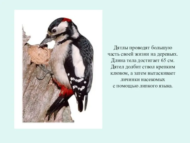 Дятлы проводят большую часть своей жизни на деревьях. Длина тела достигает 65