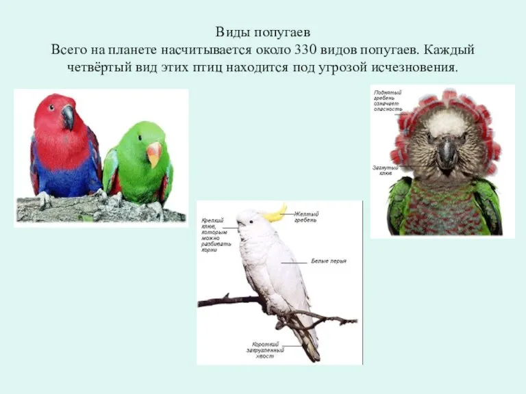 Виды попугаев Всего на планете насчитывается около 330 видов попугаев. Каждый четвёртый