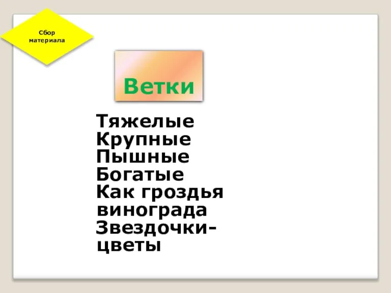 Ветки Тяжелые Крупные Пышные Богатые Как гроздья винограда Звездочки-цветы Сбор материала