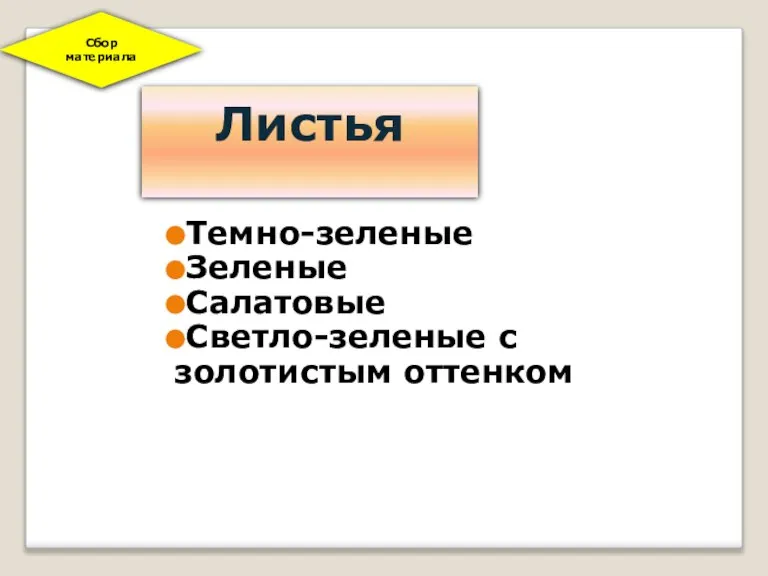 Листья Темно-зеленые Зеленые Салатовые Светло-зеленые с золотистым оттенком Сбор материала