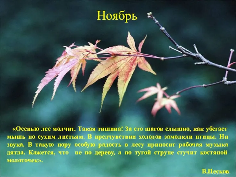 Ноябрь «Осенью лес молчит. Такая тишина! За сто шагов слышно, как убегает