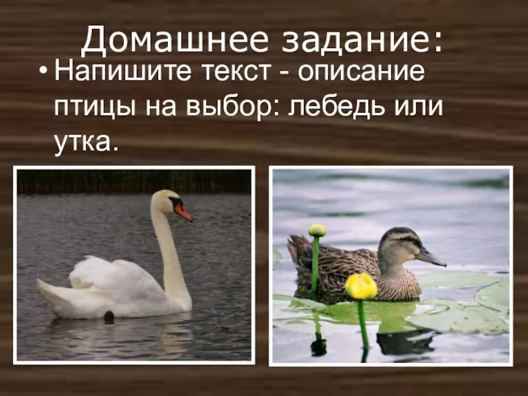 Домашнее задание: Напишите текст - описание птицы на выбор: лебедь или утка.
