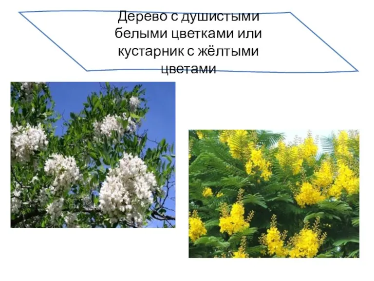 Дерево с душистыми белыми цветками или кустарник с жёлтыми цветами