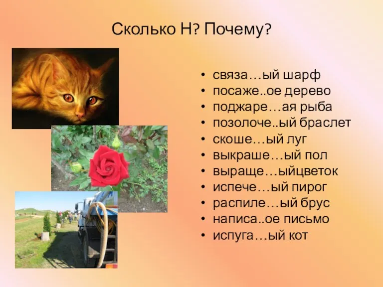 Сколько Н? Почему? связа…ый шарф посаже..ое дерево поджаре…ая рыба позолоче..ый браслет скоше…ый