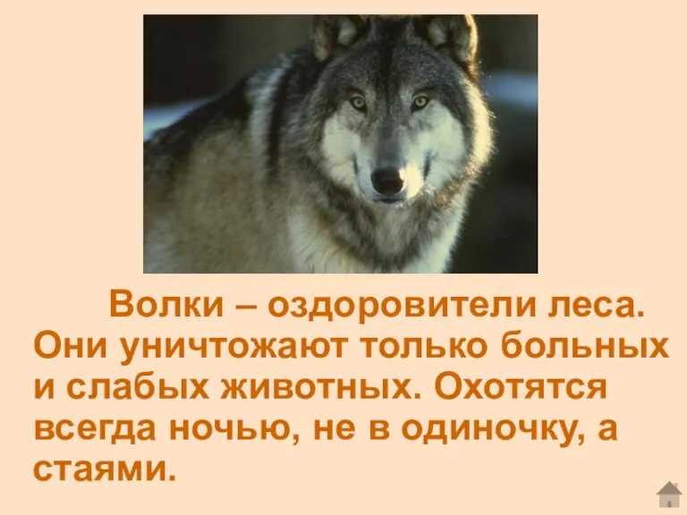 Волки – оздоровители леса. Они уничтожают только больных и слабых животных. Охотятся