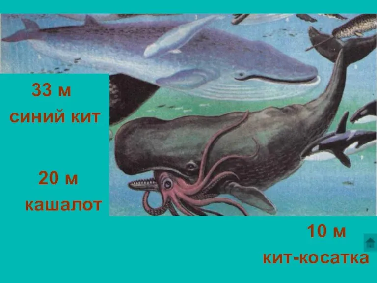 33 м синий кит 20 м кашалот 10 м кит-косатка